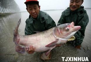 天津水产爆料事件最新,揭露海鲜市场惊人内幕，食品安全再引关注  第1张